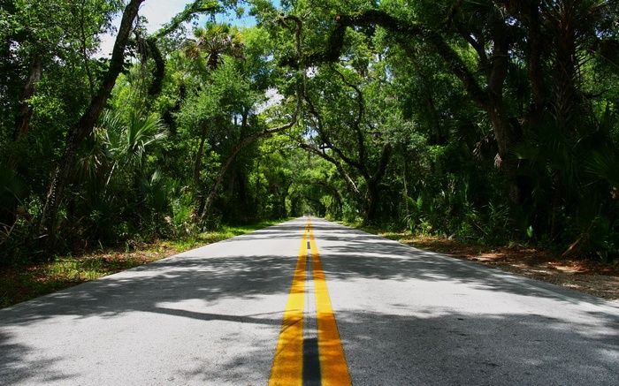 Road through a tree tunnel
