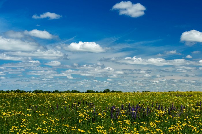 Field of yellow flowers under a cloudy blue sky