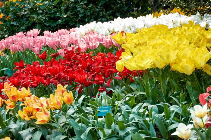 Rows of colorful tulips in a garden