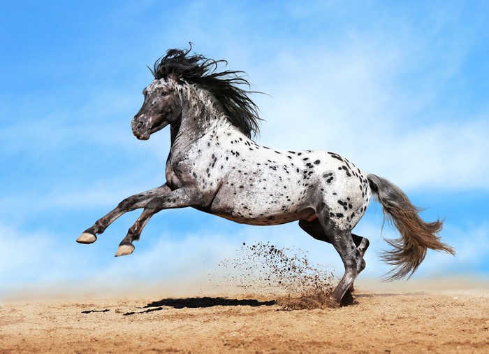 Appaloosa horse running in the sand