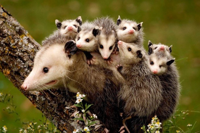 Mother Opossum with Cubs on a Tree Branch
