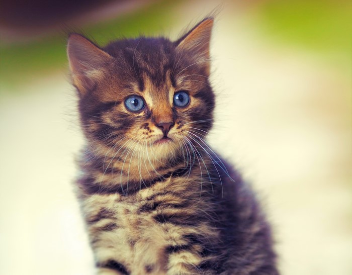 Tabby kitten with blue eyes looking to the side