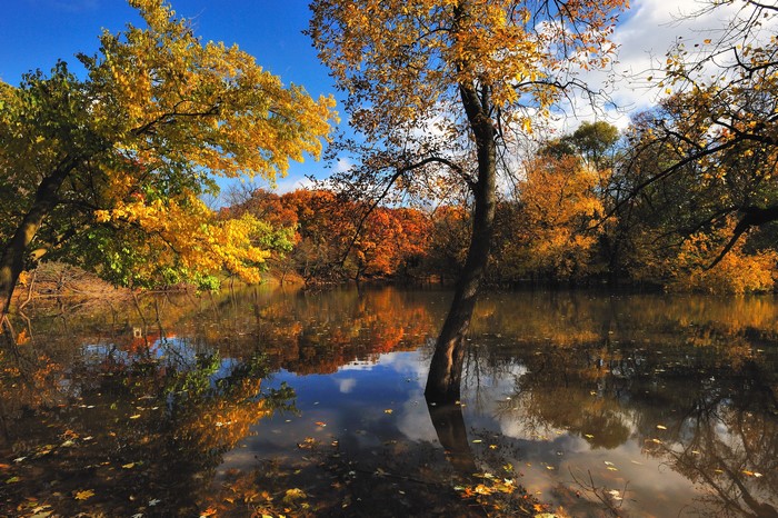 Autumn trees reflected in a lake
