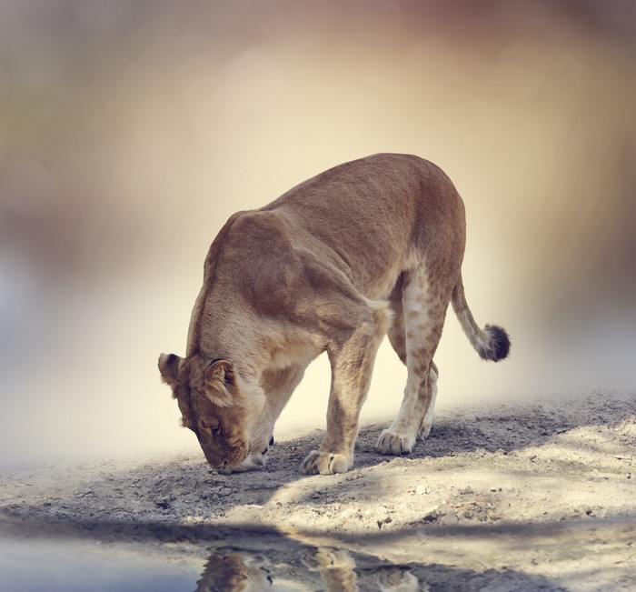 Lioness drinking water