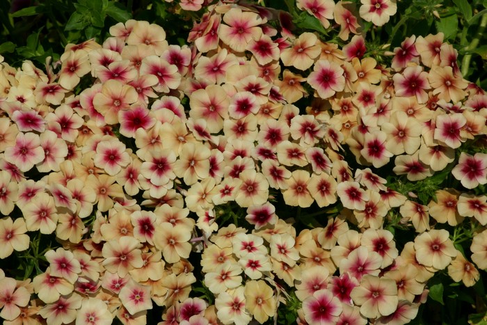 Many cream and pink phlox flowers