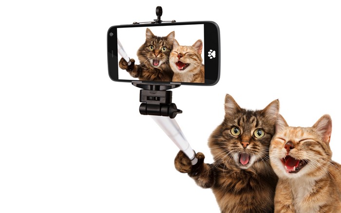 Two funny cats taking a selfie with a smartphone