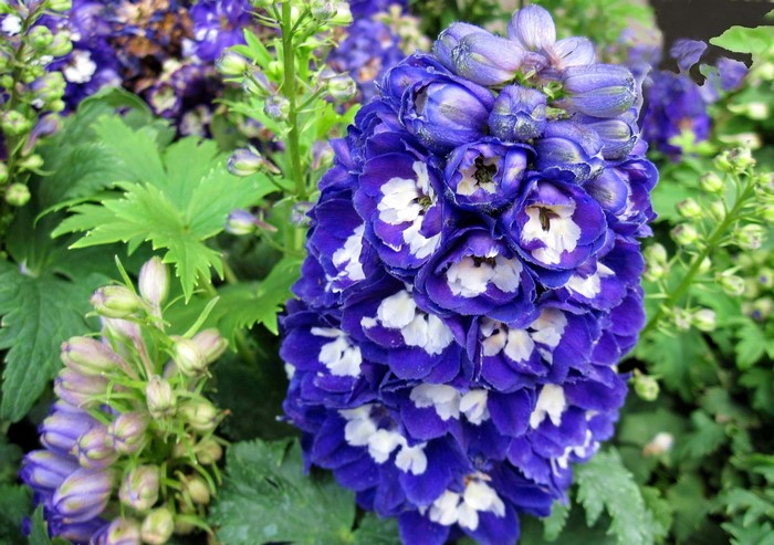 Closeup of a blooming Delphinium flower