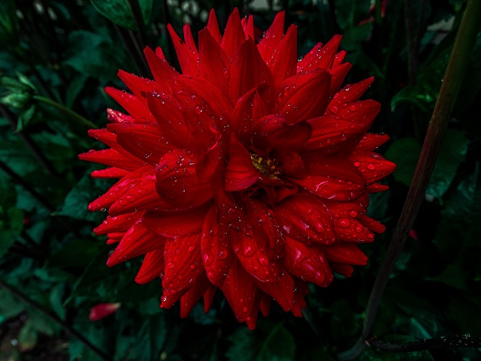 Red Dahlia flower with water drops