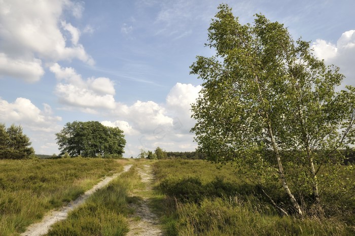 Dirt road through a grassy field with trees under a cloudy sky