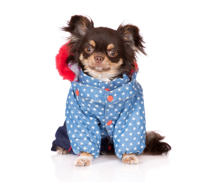 Chihuahua dog wearing a blue star-patterned jacket