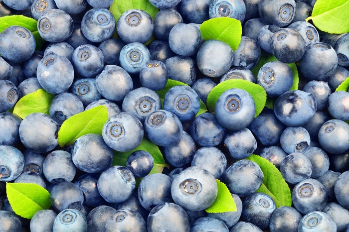 Many Blueberries with Green Leaves