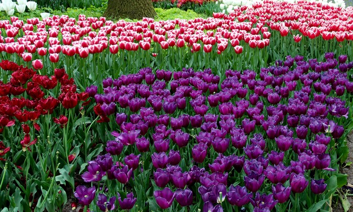 4K Tulips