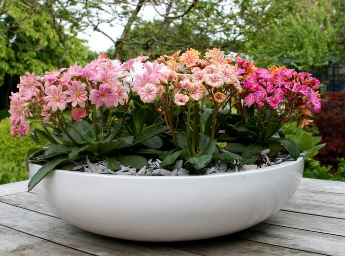 Lewisia flowers in a white planter on a wooden table
