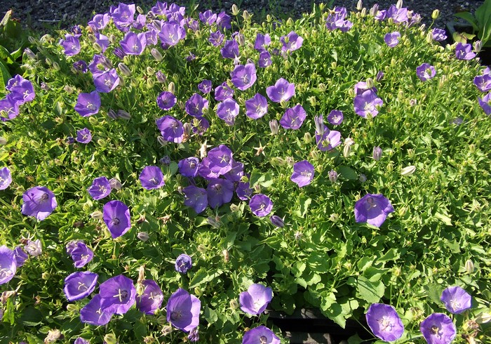 Many Violet Bell Flowers
