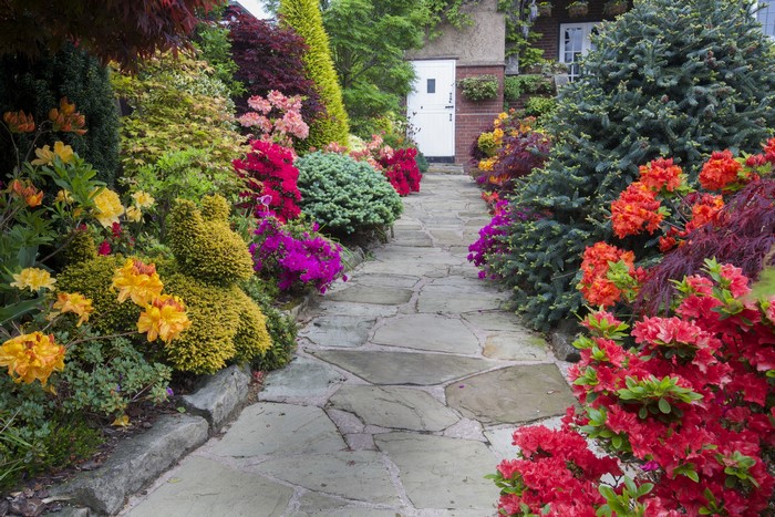 Garden path with colorful rhododendrons and spruce trees