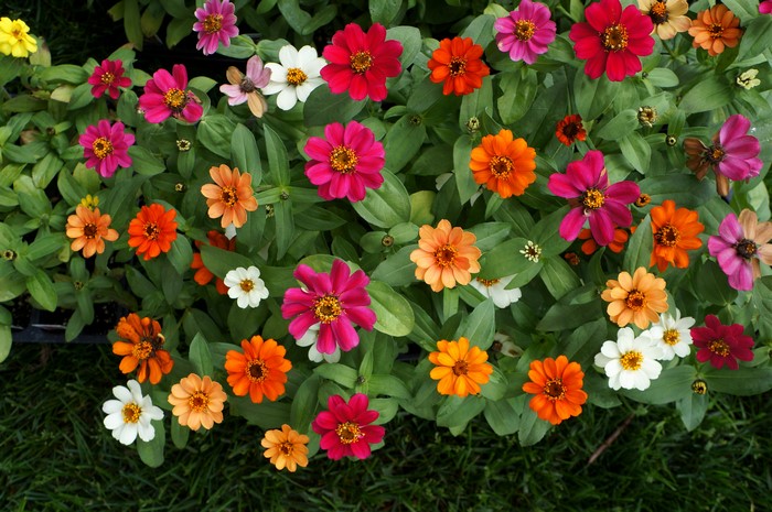 4K Zinnia Closeup