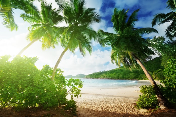 Tropical beach with palm trees and ocean