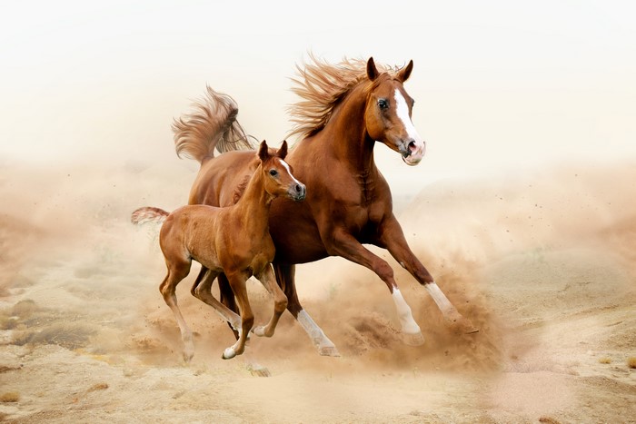 4K Running Horses Mother and Foal in Dust