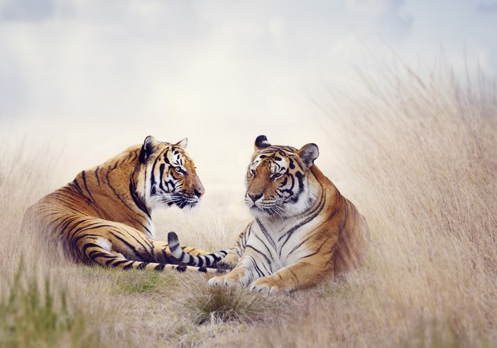 Two tigers resting in tall grass