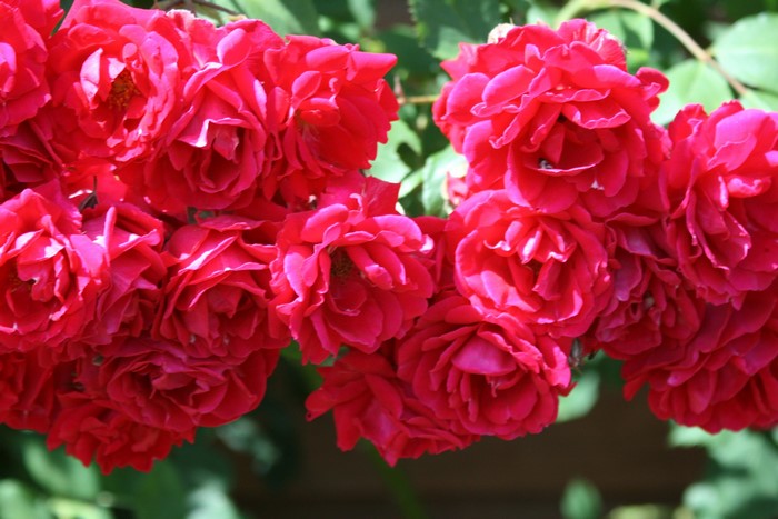 Cluster of bright pink roses
