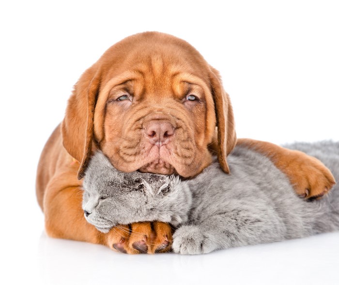 Puppy and Kitten on White Background