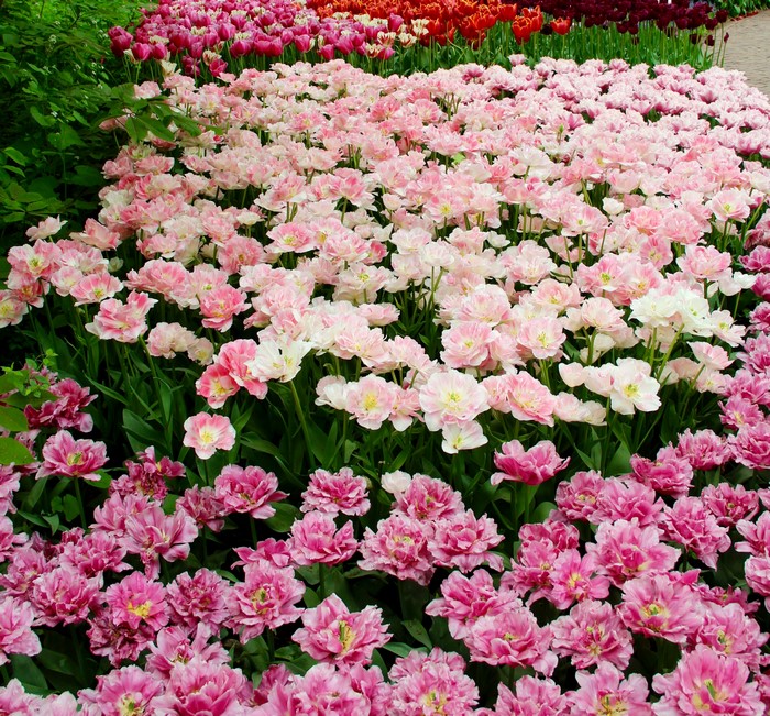 Vibrant Field of Multicolored Tulips