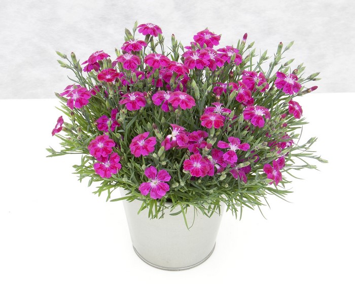 Pink Carnations in a Silver Pot