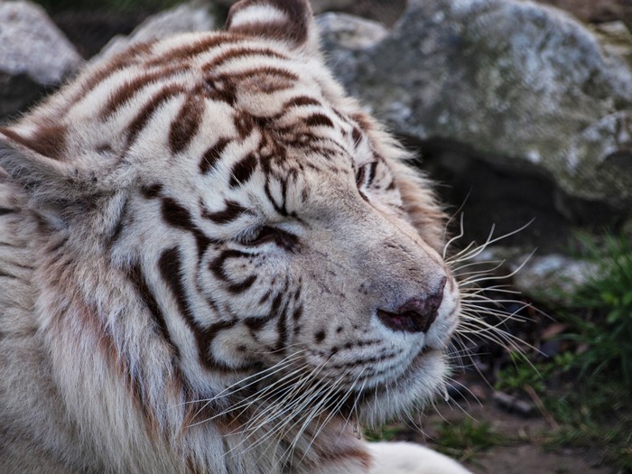 Close-up of a white tiger's face