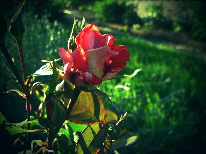 Red and white rose in garden