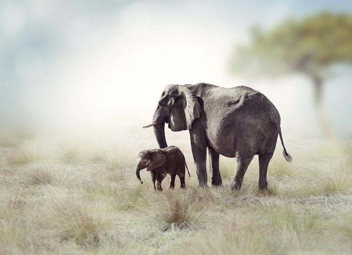 Two Elephants in a Field