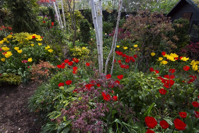 Walsall Garden with Red and Yellow Tulips