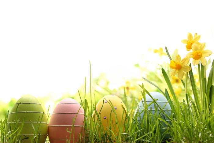 Easter eggs and daffodils in grass