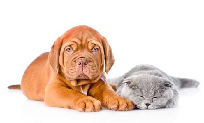 Puppy and Kitten Sleeping Together