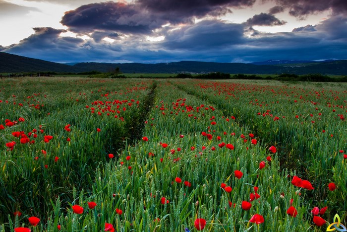 Field of Poppies Under Dramatic Clouds