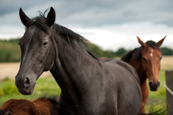 Two Horses in a Field