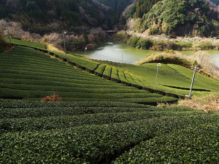 Tea Fields and River in Mountains