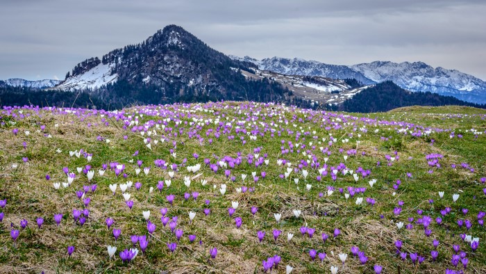 Field of Crocuses with Bavarian Mountains