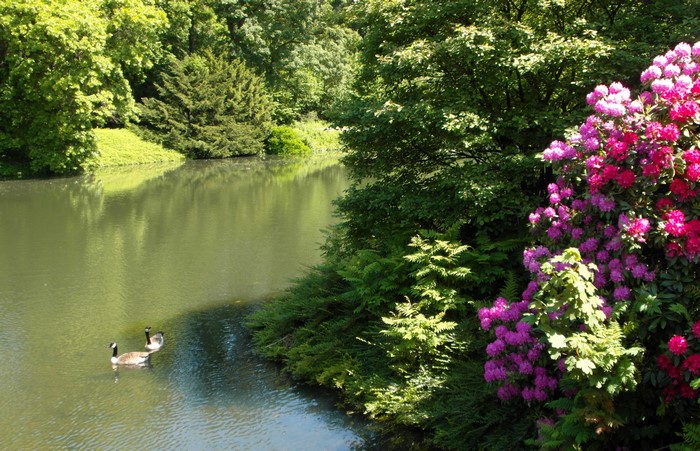 Pond with Rhododendrons and Ducks in Grugapark Essen
