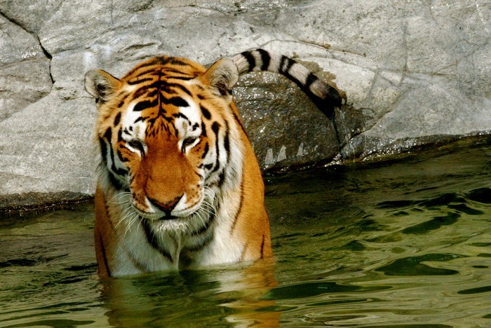 Tiger standing in water near rocks
