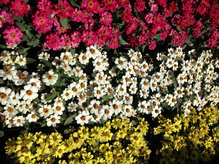 Rows of colorful Zinnias in bloom