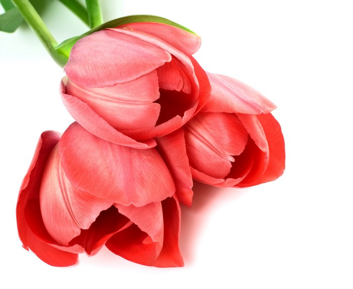 Three red tulips on a white background