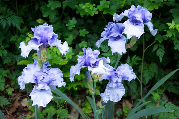 Close-up of blue and white irises in a garden