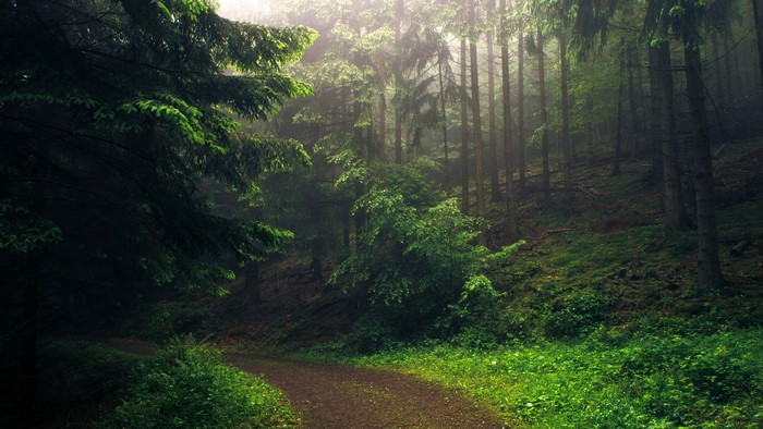 Forest path with tall trees and green foliage
