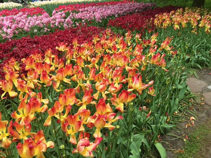 Rows of colorful tulips in a park