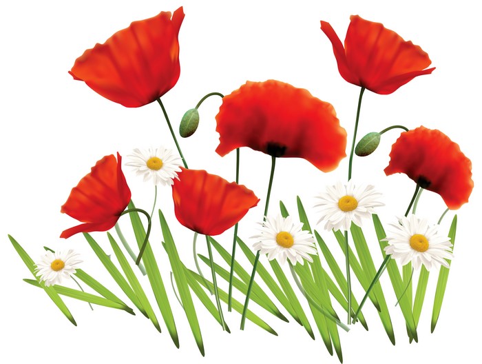 Poppies and Camomiles with green grass