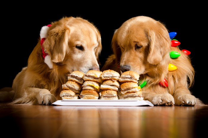Two Golden Retrievers with Hamburgers
