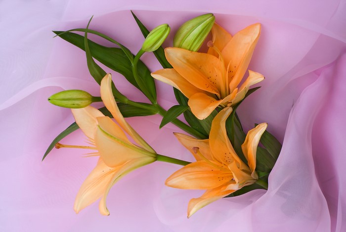 Orange Lilies with Buds on Pink Fabric
