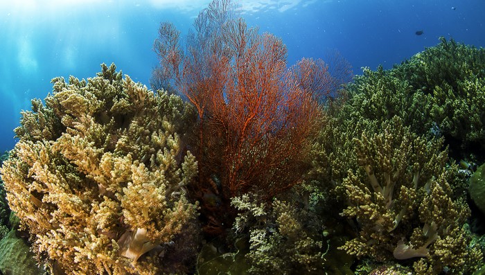 Underwater world with corals