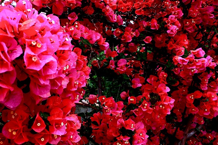 Pink and red bougainvillea flowers