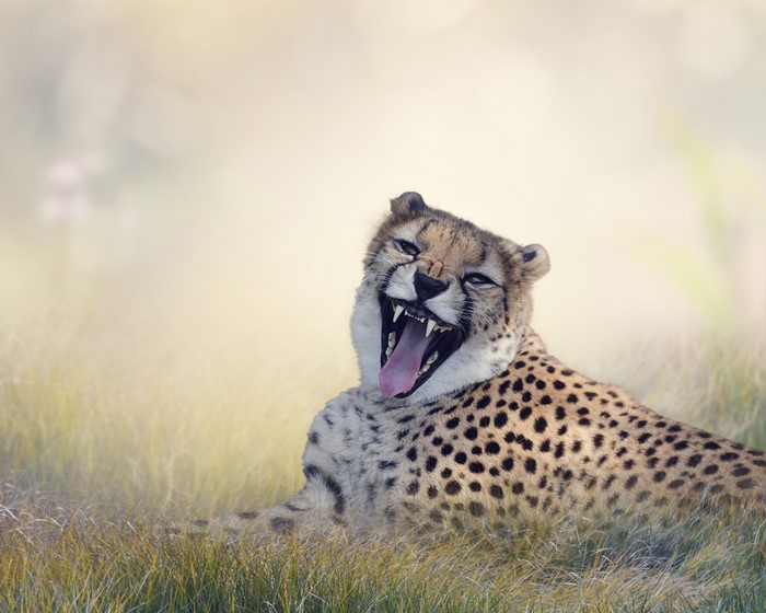 Cheetah yawning in tall grass